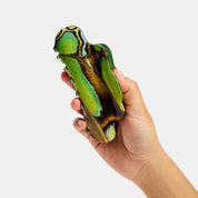Nimbus Claw in Malachite Butterfly