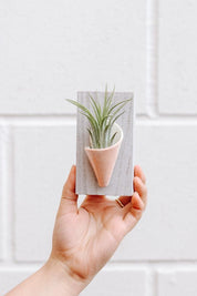 Ceramic Wall Planter