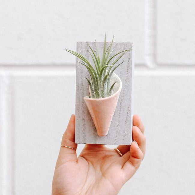 tiny_planter_blush.jpg