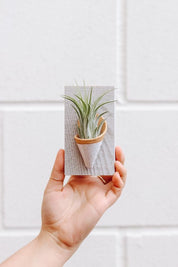 Ceramic Wall Planter