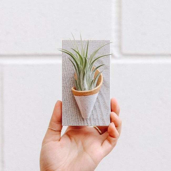 Ceramic Wall Planter
