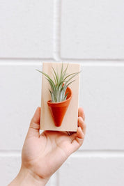 Ceramic Wall Planter
