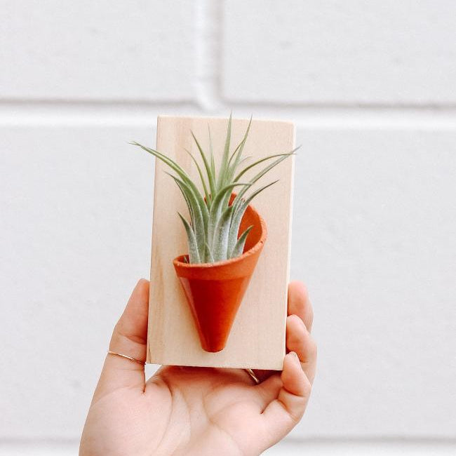 Ceramic Wall Planter